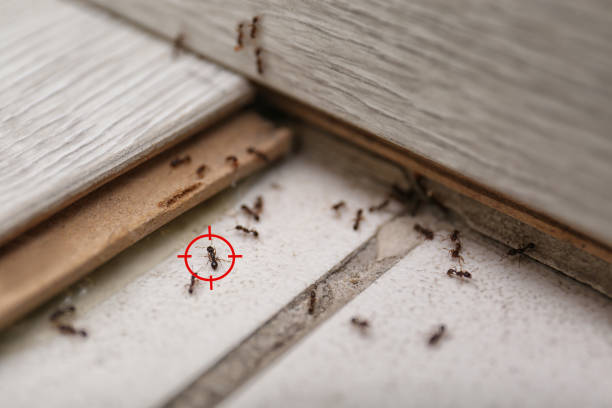 Best Pest Inspection Near Me  in Norcross, GA