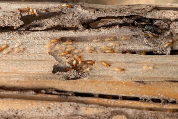 Best Wasp Removal Services  in Norcross, GA